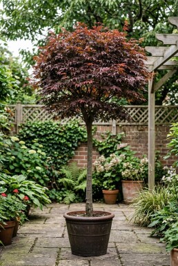 Acer palmatum 'Shaina' Sur tige