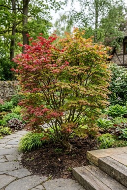 Acer palmatum 'Shin-deshojo'