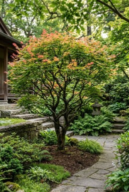 Acer palmatum 'Shin-deshojo'