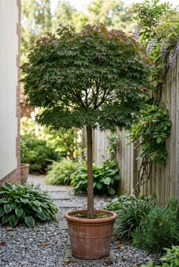 Acer palmatum 'Skeeter's Broom' Sur tige