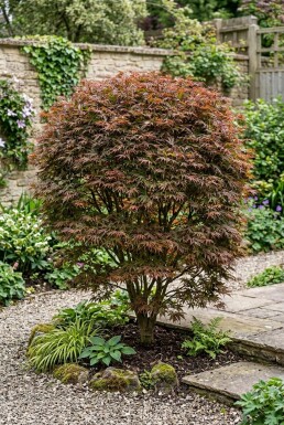 Acer palmatum 'Stella Rossa' Arbuste