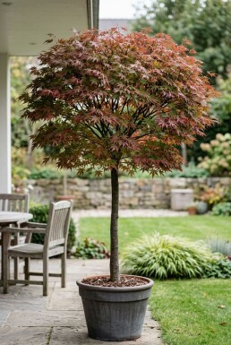 Acer palmatum 'Stella Rossa' Sur tige