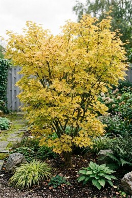 Acer palmatum 'Summer Gold' Arbuste
