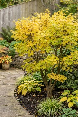 Acer palmatum 'Summer Gold' Arbuste