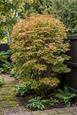 Acer palmatum 'Summer Sunset' Arbuste