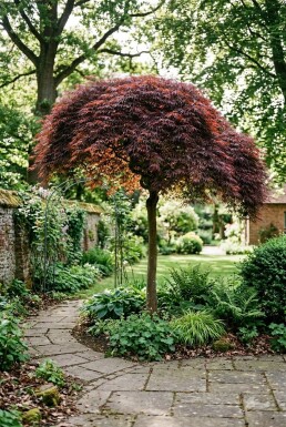 Acer palmatum 'Tamukeyama' Demi-tige