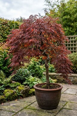 Acer palmatum 'Tamukeyama' sur tige