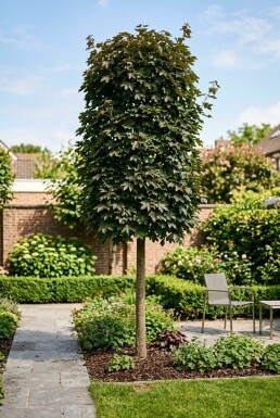 Acer platanoides 'Crimson Sentry' Sur tige