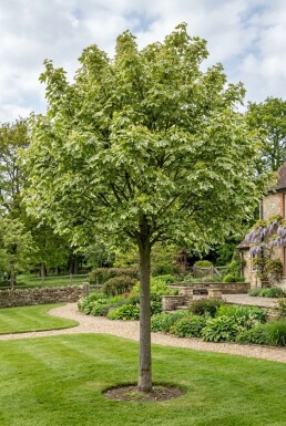 Acer platanoides 'Drummondii' Sur tige