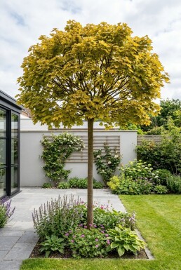 Acer platanoides 'Golden Globe' Demi-tige