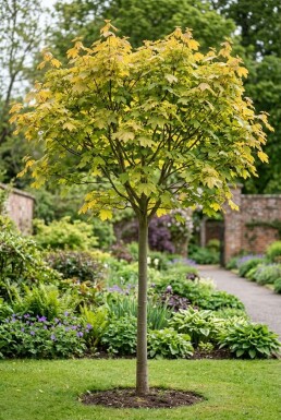 Acer pseudoplatanus 'Brilliantissimum' demi-tige