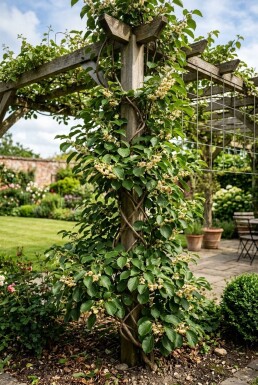 Actinidia arguta 'Ananasnaya' Tige