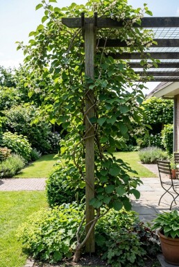 Actinidia arguta 'Ananasnaya' Tige
