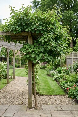 Actinidia arguta 'Bayern' Tige