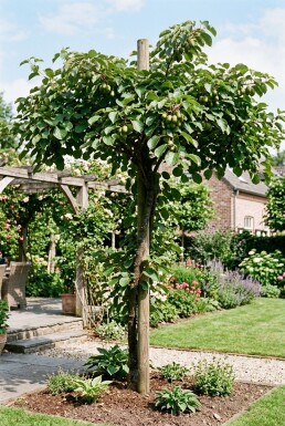 Actinidia arguta 'Fresh Jumbo' Tige