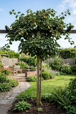 Actinidia arguta 'Fresh Jumbo' Tige