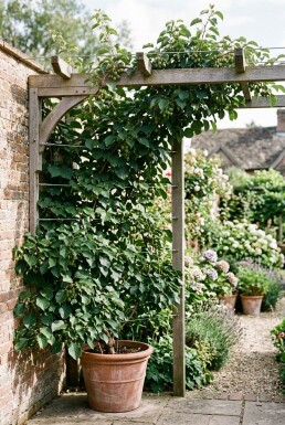 Actinidia arguta 'Issai' Support