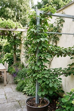 Actinidia arguta 'Issai' Support