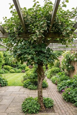 Actinidia chinensis 'Atlas' Tige