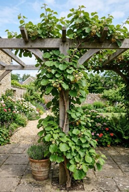 Actinidia chinensis 'Golden Kiwi' Tige