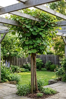 Actinidia chinensis 'Hayward' Tige