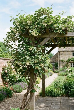 Actinidia chinensis 'Huwelijk' Draagbeugel