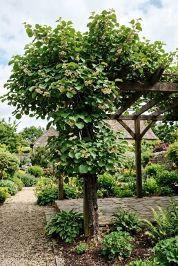 Actinidia chinensis 'Jenny' Tige