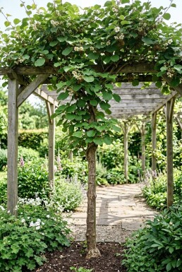 Actinidia chinensis 'Jenny' Tige