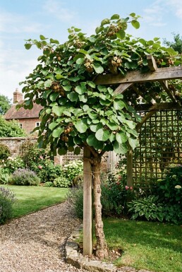 Actinidia deliciosa 'Hayward' Tige