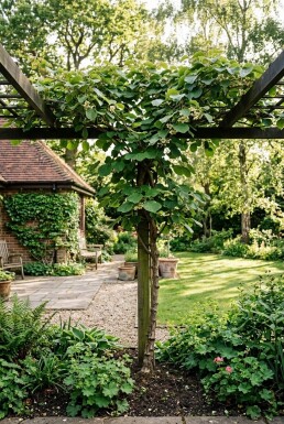 Actinidia deliciosa 'Jenny' sur tuteur