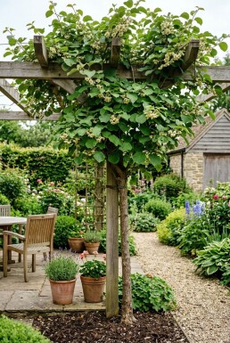 Actinidia deliciosa 'Minki Male'® sur tige