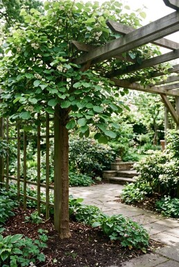 Actinidia deliciosa 'Minki Male'® sur tige