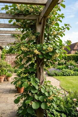 Actinidia deliciosa Solissimo® Tige