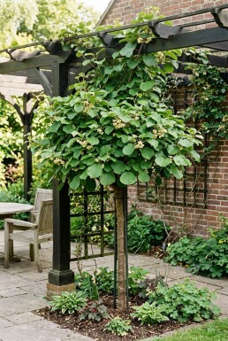 Actinidia deliciosa 'Solo' Tige