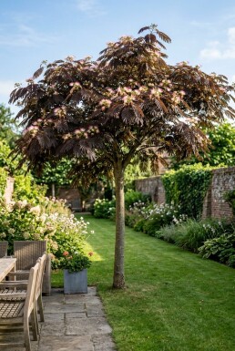 Albizia julibrissin 'Summer Chocolate' sur tige