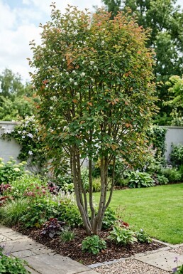 Amelanchier canadensis 'Rainbow Pillar' Multitronc