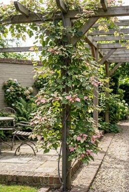 Ampelopsis glandulosa 'Elegans' Tige