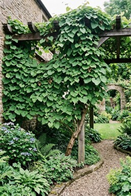 Aristolochia macrophylla Tige