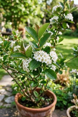 Aronia melanocarpa Arbuste C5