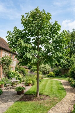 Asimina triloba Haute-tige