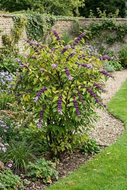 Callicarpa bodinieri 'Profusion'
