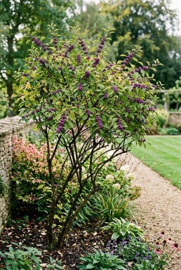 Callicarpa bodinieri 'Profusion'