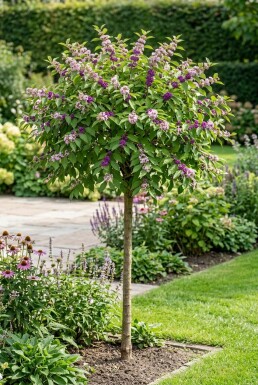 Callicarpa bodinieri 'Profusion' Demi-tige