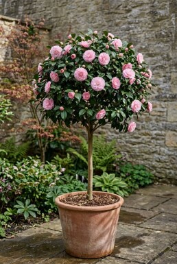 Camellia japonica 'Burnside' sur tige