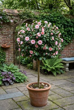 Camellia japonica 'Debbie' sur tige