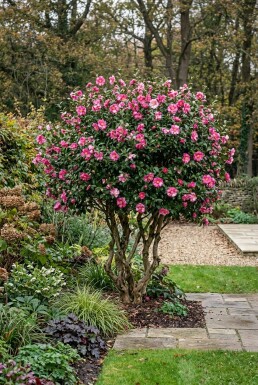 Camellia sasanqua 'Kanjiro' Multitrunk