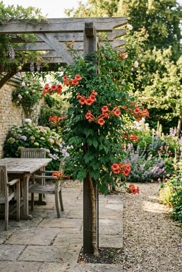 Campsis radicans sur tige