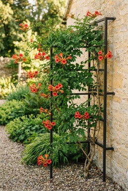 Campsis tagliabuana 'Fire Trumpet' Demi-tige