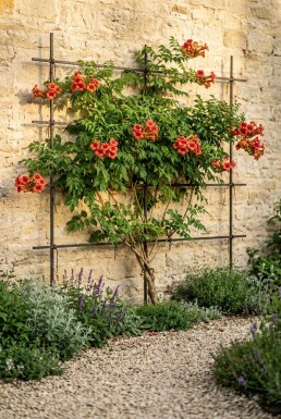 Campsis tagliabuana 'Fire Trumpet' Demi-tige
