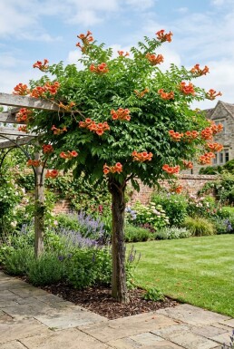 Campsis tagliabuana 'Indian Summer' demi-tige